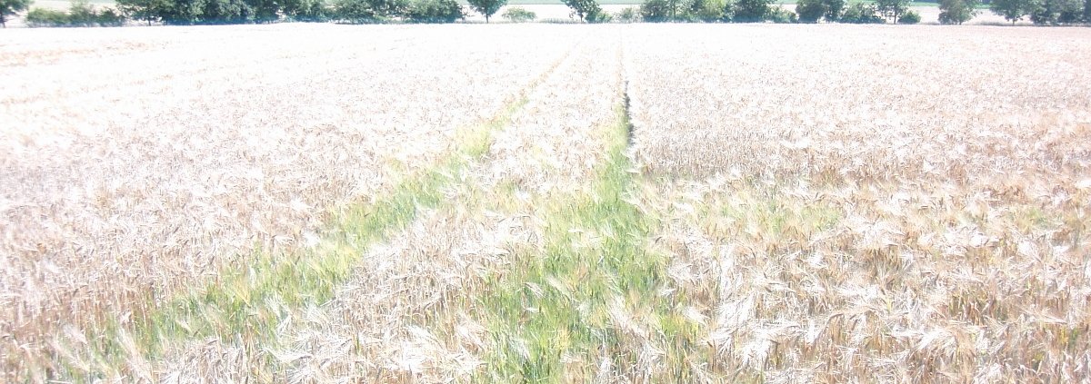 L’esposizione ai fungicidi favorisce la resistenza agli antibiotici e, quando è accompagnata da temperature più alte, impatta sull’attività microbica del suolo e riducono la crescita dell’orzo. Foto: Blonder1984 CC BY-SA 3.0 Attribution-ShareAlike 3.0 Unported