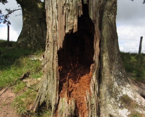 On hot days, tree cavities are on average 4°C cooler than the outside air. On cold nights, they retain more heat. Photo: Gareth James CC BY-SA 2.0 Attribution-ShareAlike 2.0 Generic