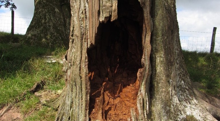 On hot days, tree cavities are on average 4°C cooler than the outside air. On cold nights, they retain more heat. Photo: Gareth James CC BY-SA 2.0 Attribution-ShareAlike 2.0 Generic