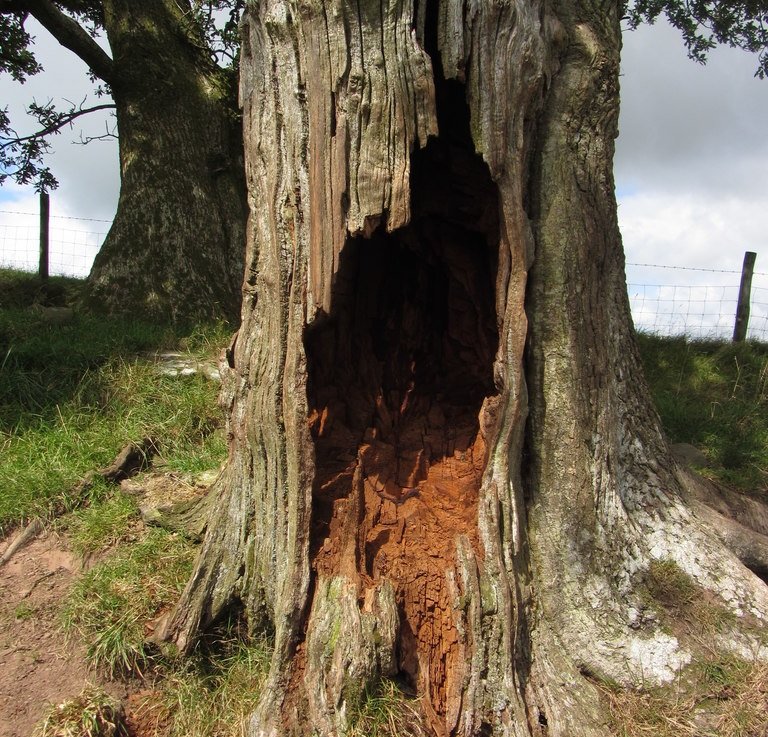 Nei giorni più caldi le cavità degli alberi sono in media più fresche dell’aria esterna di 4°C. Nelle notti fredde trattengono più calore. Foto: Gareth James CC BY-SA 2.0 Attribution-ShareAlike 2.0 Generic