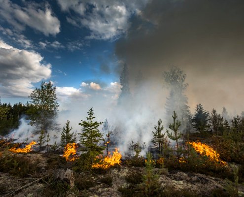 Drought and wildfires threaten biodiversity and carbon sequestration in Europe’s forests, highlighting the need for new monitoring models. Photo: © European Union 2018 (photo by Pavel Koubek), CC BY-NC-ND 2.0