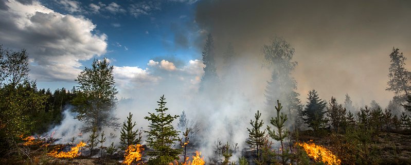 Drought and wildfires threaten biodiversity and carbon sequestration in Europe’s forests, highlighting the need for new monitoring models. Photo: © European Union 2018 (photo by Pavel Koubek), CC BY-NC-ND 2.0
