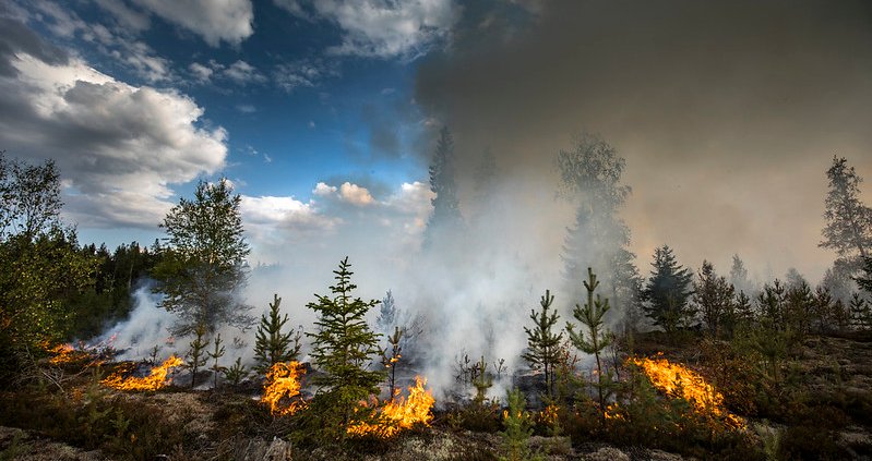 Siccità e incendi minacciano biodiversità e assorbimento del carbonio nelle foreste europee: servono nuovi modelli di monitoraggio. Foto: Pavel Koubek European Union 2018 CC BY-NC-ND 2.0