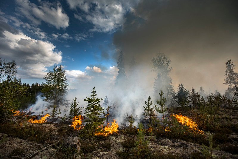 Siccità e incendi minacciano biodiversità e assorbimento del carbonio nelle foreste europee: servono nuovi modelli di monitoraggio. Foto: Pavel Koubek European Union 2018 CC BY-NC-ND 2.0