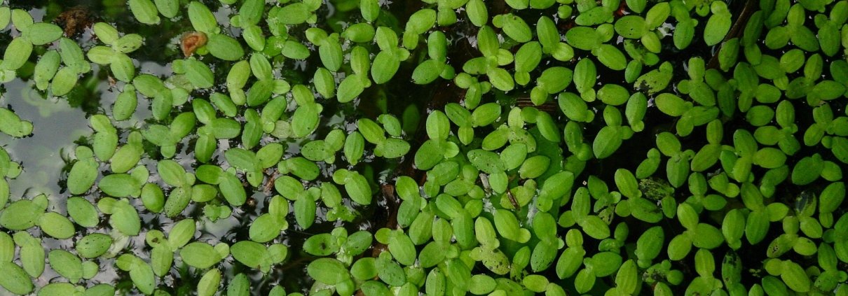 Esaminando il caso delle lemnaceae, lo studio ha evidenziato come anatomia e metabolismo della radice selezionino i microrganismi che, a loro volta, possono modificarne le caratteristiche. Foto: Mokkie/Wikimedia Commons – CC BY-SA 3.0