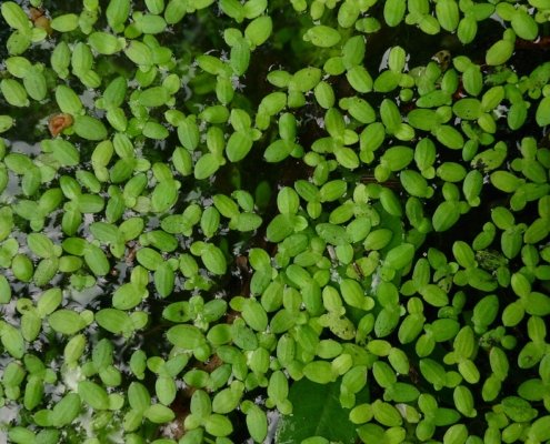 Esaminando il caso delle lemnaceae, lo studio ha evidenziato come anatomia e metabolismo della radice selezionino i microrganismi che, a loro volta, possono modificarne le caratteristiche. Foto: Mokkie/Wikimedia Commons – CC BY-SA 3.0
