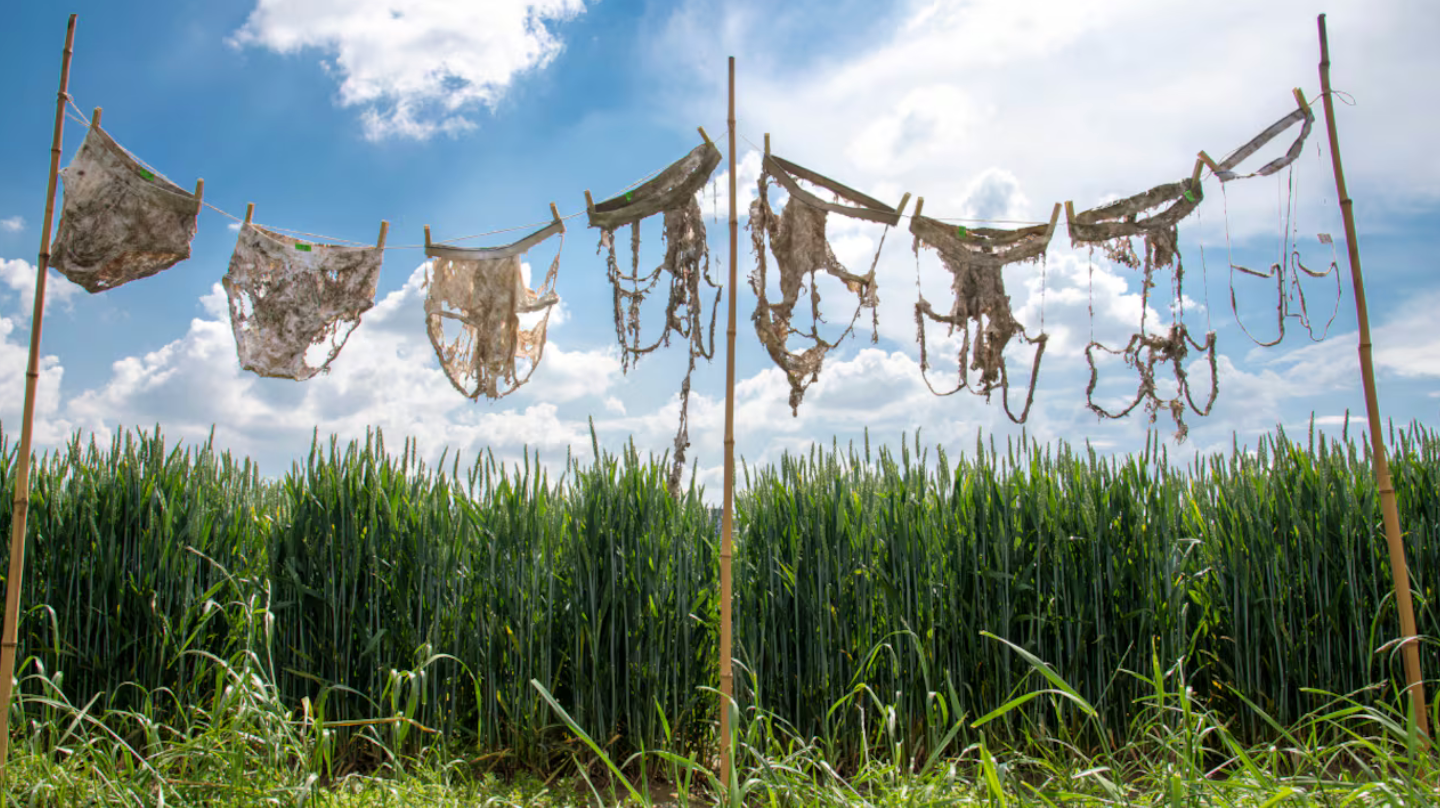 L'Underpants Index usa mutande di cotone interrate nei suoli per misurarne la vitalità microbica. FOTO: Gabriela Braendle/Agroscope