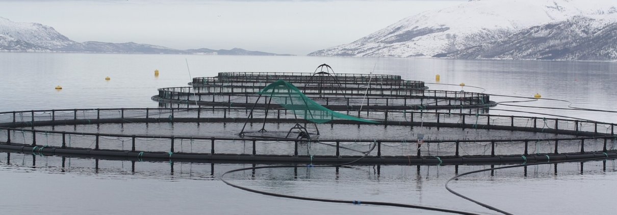 Fish farming cages in Velfjorden, Norway. From sludge to fertilisers, from shells to compostable nets: aquaculture waste becomes a resource for agriculture. Photo: Thomas Bjørkan CC BY-SA 3.0