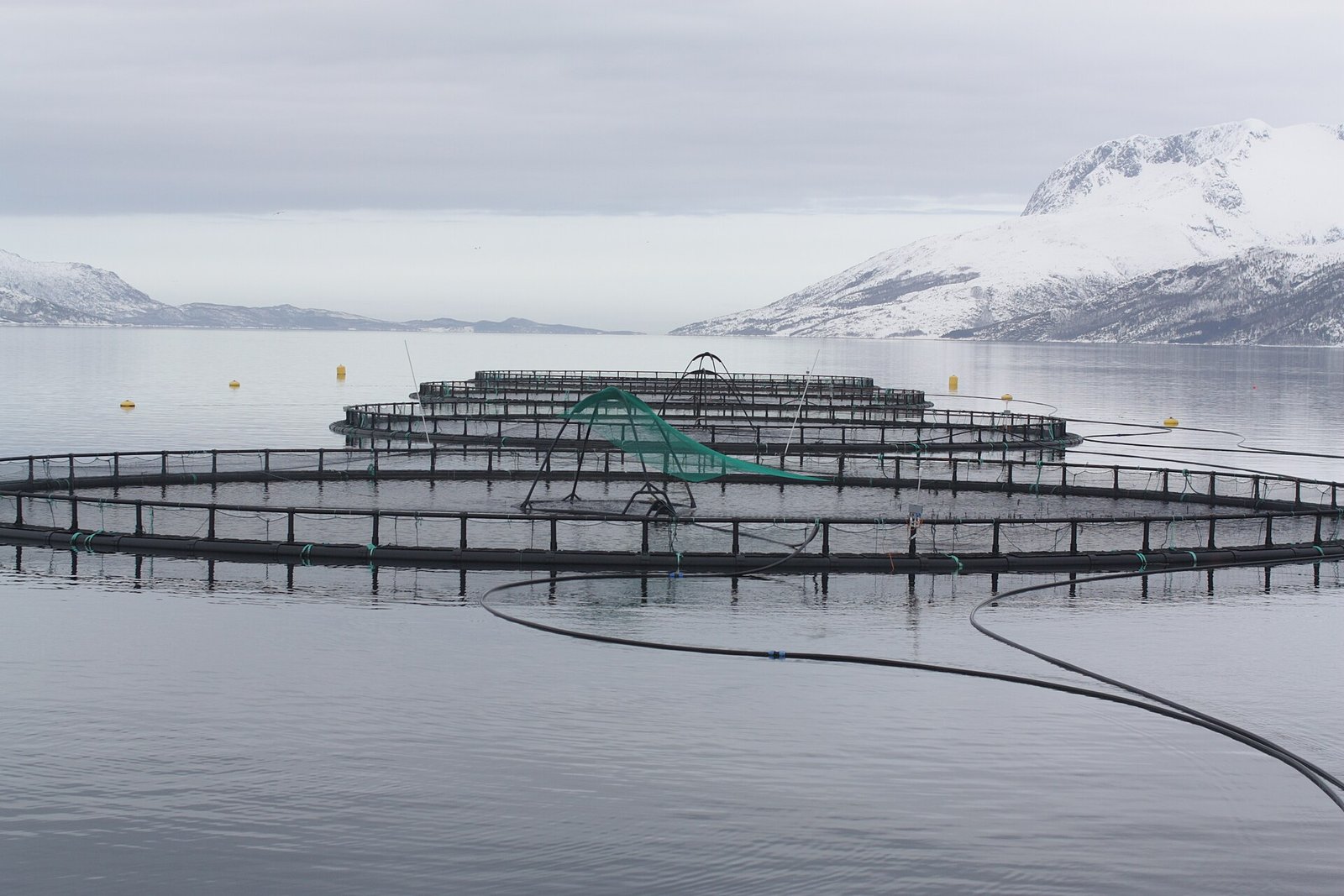 Fish farming cages in Velfjorden, Norway. From sludge to fertilisers, from shells to compostable nets: aquaculture waste becomes a resource for agriculture. Photo: Thomas Bjørkan CC BY-SA 3.0