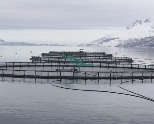 Gabbie per l’allevamento dei pesci a Velfjorden, Norvegia. Dai fanghi ai fertilizzanti, dai gusci alle reti compostabili: gli scarti dell’acquacoltura diventano risorse per l’agricoltura. Foto: Thomas Bjørkan CC BY-SA 3.0