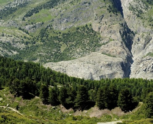 A study of high-altitude forests in Switzerland highlights the diminishing advantage of elevation in drought resilience and outlines how to strengthen the landscape’s natural defences. Photo: Hans Hillewaert, CC BY-SA 4.0