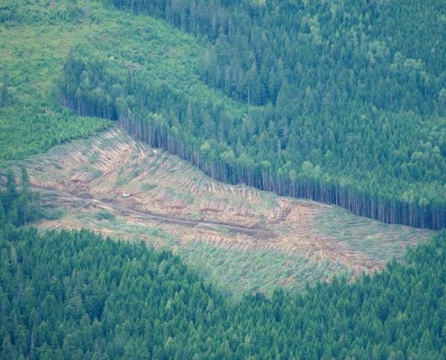 A logged area in British Columbia, Canada. Protecting the forest floor helps preserve soil carbon even after trees are harvested. Photo: Sam Beebe, CC BY 2.0