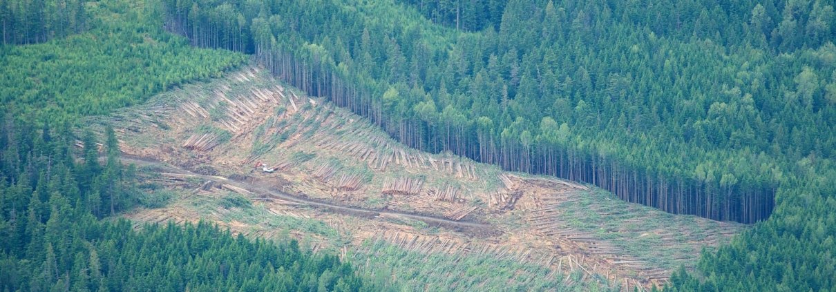 Un’area sottoposta ad abbattimento forestale nella Columbia Britannica, in Canada. Proteggere lo strato organico che ricopre il suolo delle foreste aiuta a conservarne il carbonio anche dopo il taglio degli alberi. Foto: Sam Beebe CC BY 2.0