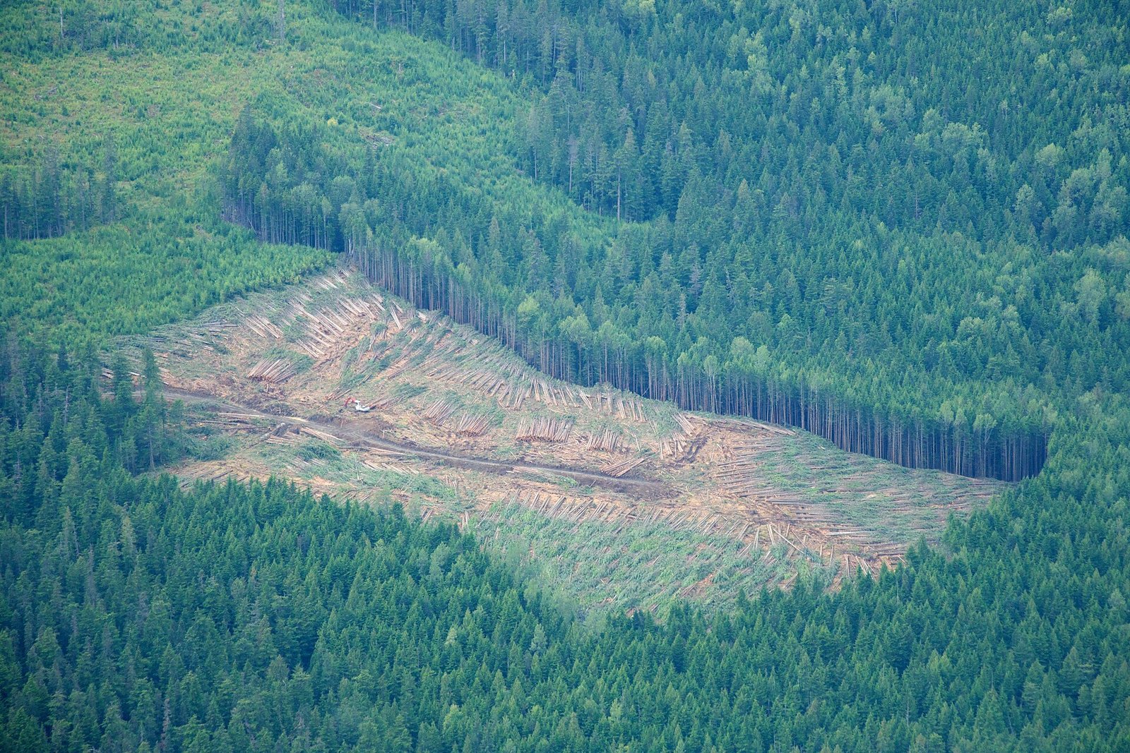 Un’area sottoposta ad abbattimento forestale nella Columbia Britannica, in Canada. Proteggere lo strato organico che ricopre il suolo delle foreste aiuta a conservarne il carbonio anche dopo il taglio degli alberi. Foto: Sam Beebe CC BY 2.0