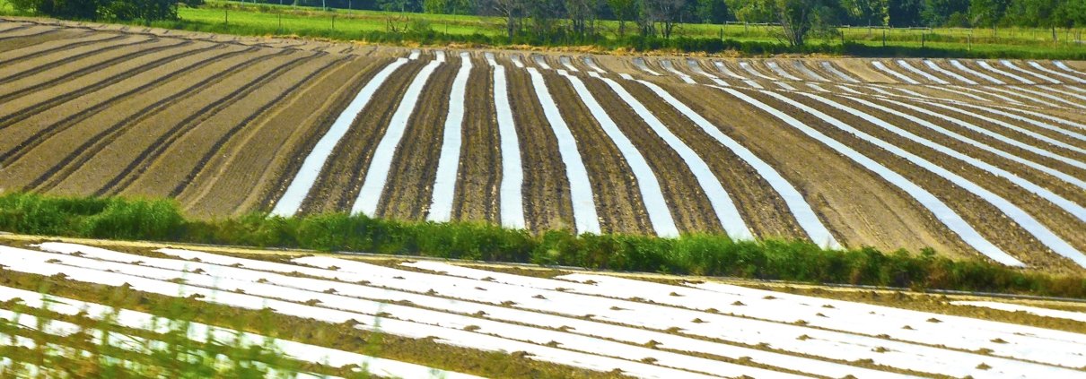 Repurposing agricultural waste by transforming it into biopolymers and other biomaterials for use in farming is a viable solution to counter the excessive use of conventional plastics in agricultural soils. PHOTO: Siggy Nowak from Pixabay