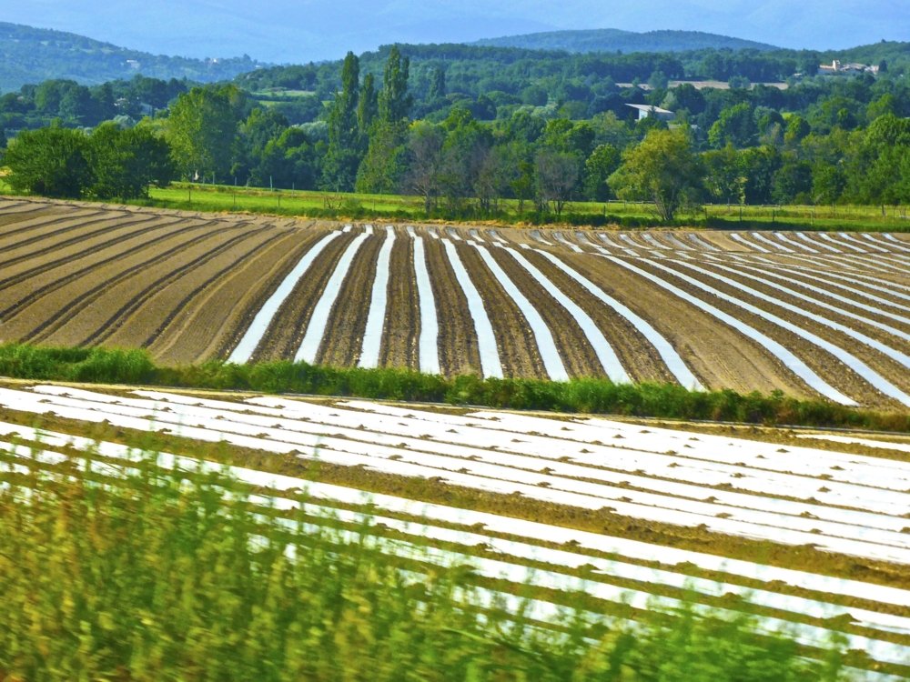 Repurposing agricultural waste by transforming it into biopolymers and other biomaterials for use in farming is a viable solution to counter the excessive use of conventional plastics in agricultural soils. PHOTO: Siggy Nowak from Pixabay
